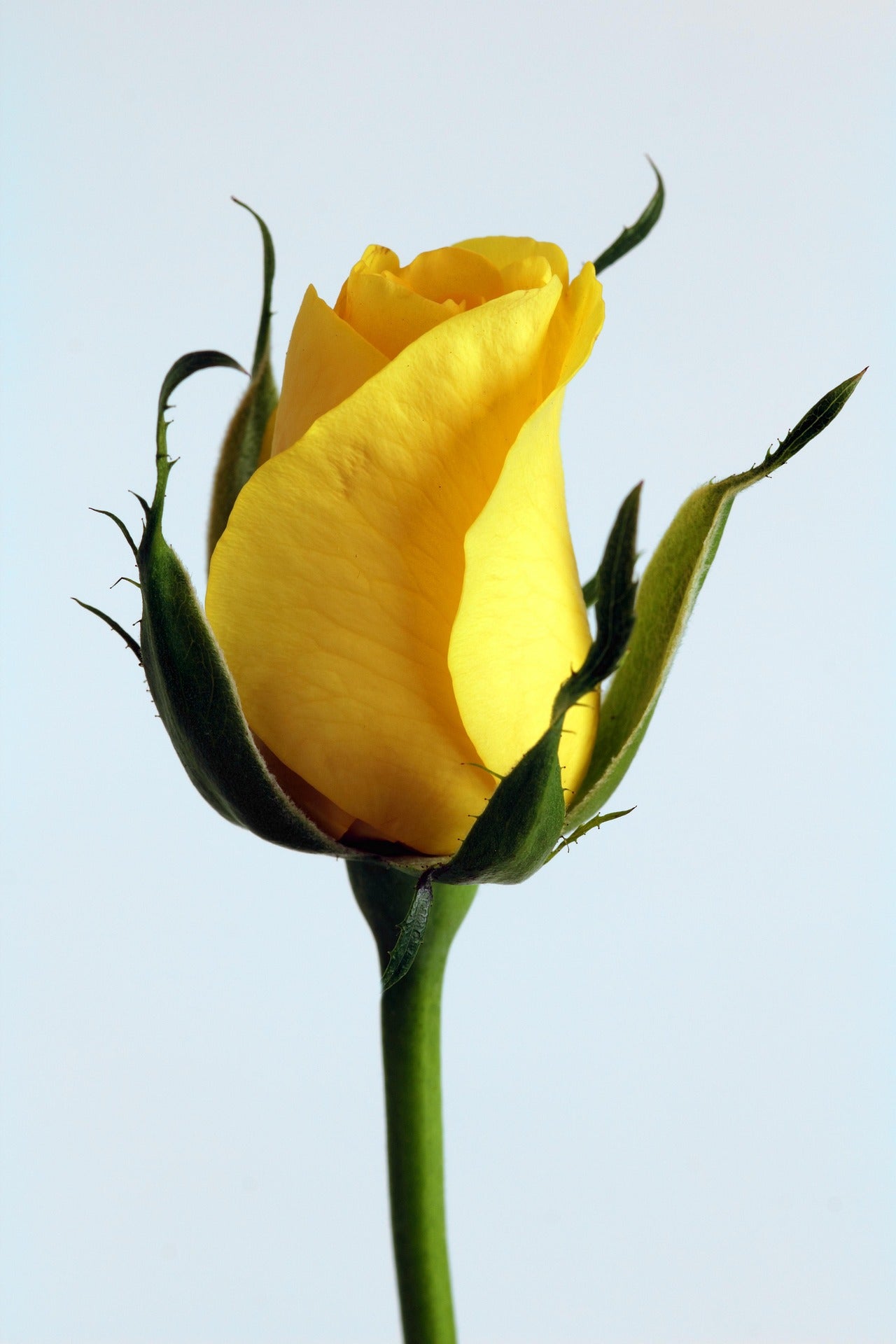 3-Rose Bud Vase