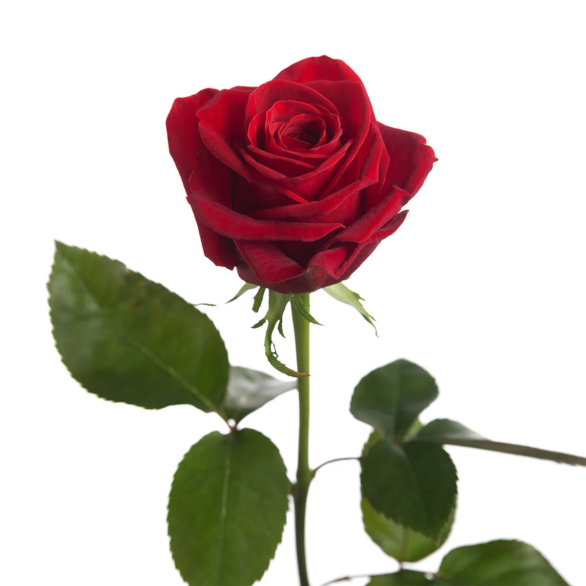 3-Rose Bud Vase