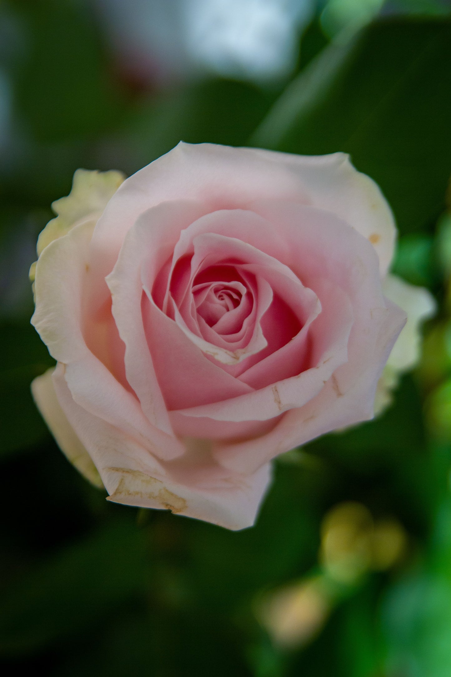 3-Rose Bud Vase
