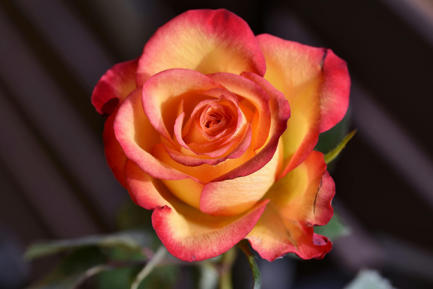 3-Rose Bud Vase